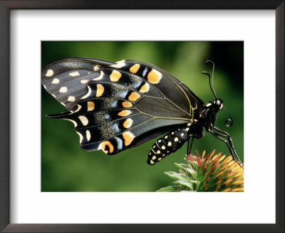 Swallowtail Butterfly by Russell Burden Pricing Limited Edition Print image