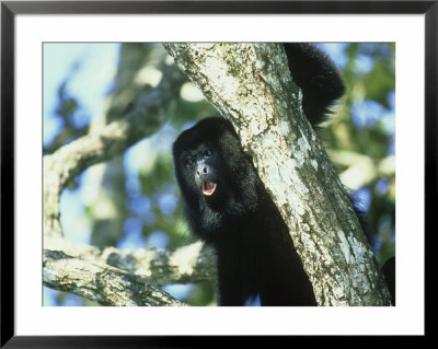 Howler Monkey, Alouatta Species, Belize, Central America by Alan And Sandy Carey Pricing Limited Edition Print image