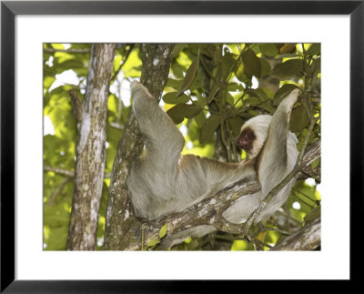 Two-Toed Sloth, Costa Rica by David M. Dennis Pricing Limited Edition Print image