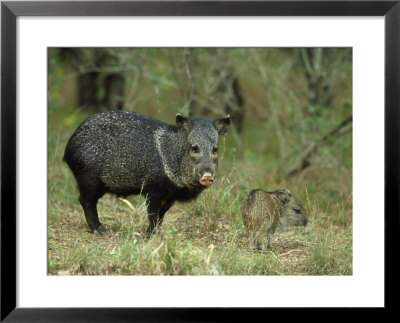 Collared Peccary(Javelina), Tayassu Tajacu, Texas by Alan And Sandy Carey Pricing Limited Edition Print image