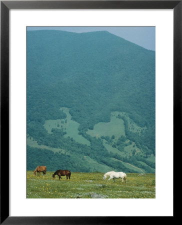Horses Graze On Big Yellow Mountain, Appalachian Mountains, North Carolina by Sam Abell Pricing Limited Edition Print image