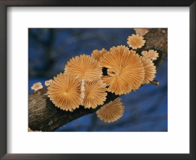 A Common Split Gill Mushroom by Darlyne A. Murawski Pricing Limited Edition Print image