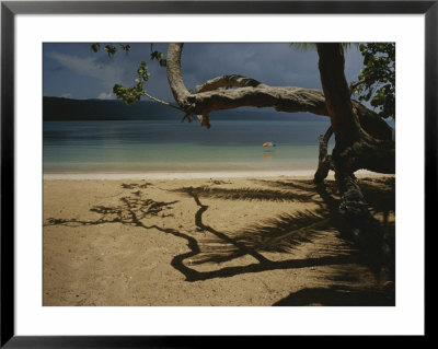A Tangle Of Tree Limbs Create Shadows On A Dominican Republic Beach by Raul Touzon Pricing Limited Edition Print image