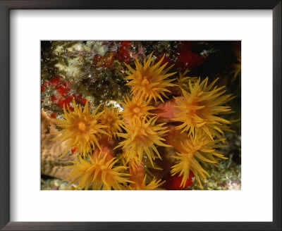 Close View Of Orange Cup Coral by Wolcott Henry Pricing Limited Edition Print image