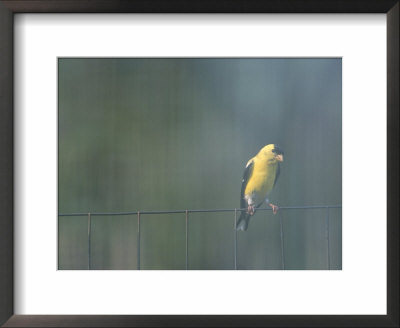 A Male American Goldfinch Perched On A Fence by Taylor S. Kennedy Pricing Limited Edition Print image