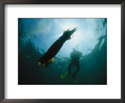 Diver Swimming Near A Giant Or Humboldt Squid by Brian J. Skerry Pricing Limited Edition Print image