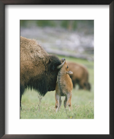A Female Bison Stands Patiently As Her Young Calf Plays With Her Horns by Tom Murphy Pricing Limited Edition Print image