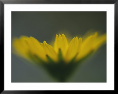 Close View Of An Alaska Arnica Blossom by Joel Sartore Pricing Limited Edition Print image