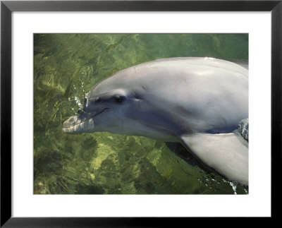 A Bottlenose Dolphin, Tursiops Truncatus, Prepares To Submerge by Bill Curtsinger Pricing Limited Edition Print image