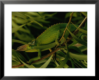 Close-Up Of A Jacksons Chameleon by Chris Johns Pricing Limited Edition Print image