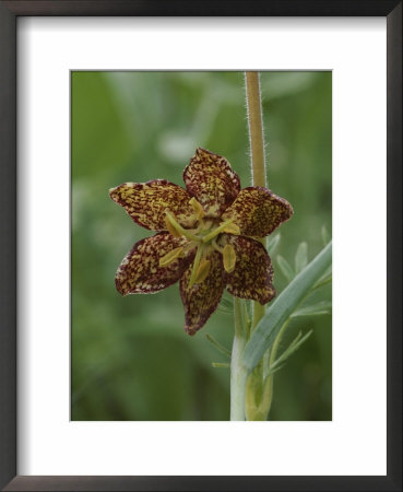Fritillary Lily, Close View by Norbert Rosing Pricing Limited Edition Print image