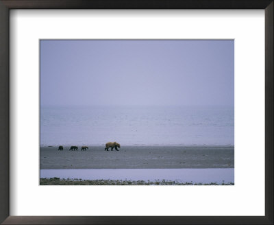 Three Alaskan Brown Bear Cubs Follow Their Mother Across A Desolate Landscape by Roy Toft Pricing Limited Edition Print image