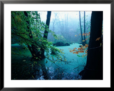 Flooded Forest Floor In Mist, Jasmund National Park, Island Of Ruegen, Germany by Christian Ziegler Pricing Limited Edition Print image