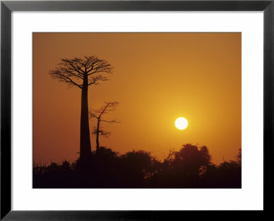 Baobab Avenue At Sunset, Madagascar by Daisy Gilardini Pricing Limited Edition Print image
