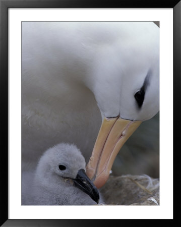 Black-Browed Albatross Preening Chick In Nest, Falkland Islands by Theo Allofs Pricing Limited Edition Print image