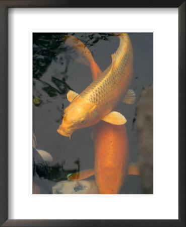 Huge Gold Fish In Pond At Senso-Ji Temple, Tokyo, Japan by Greg Elms Pricing Limited Edition Print image