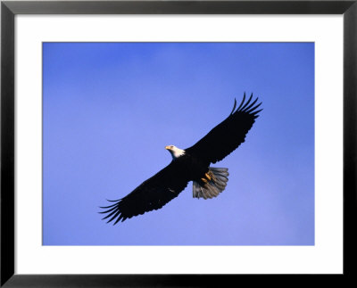 A Bald Eagle (Haliaeetus Leucocephalus) In Flight Near Homer, Alaska, Homer, Usa by Mark Newman Pricing Limited Edition Print image