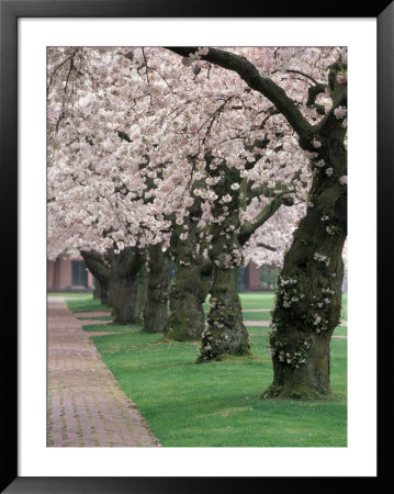 Cherry Blossoms At The University Of Washington, Seattle, Washington, Usa by William Sutton Pricing Limited Edition Print image