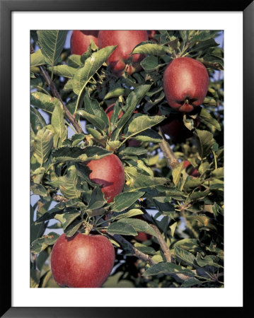 Apple Orchard, Eastern Washington, Usa by John & Lisa Merrill Pricing Limited Edition Print image