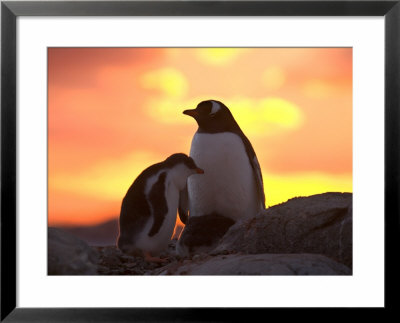 Gentoo Penguin And Chick, Antarctica by Hugh Rose Pricing Limited Edition Print image