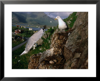 Gulls Nesting In Bird Colony On Small Mountain In The Centre Of Vesteralen Town, Nordland, Norway by Christian Aslund Pricing Limited Edition Print image