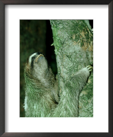 3-Toed Sloth, Bci, Panama by Philip J. Devries Pricing Limited Edition Print image