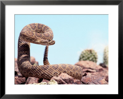 Prairie Rattlesnake (Crotalus Viriduis) by Gary Mcvicker Pricing Limited Edition Print image