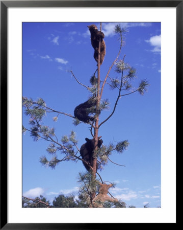 Bear Country, South Dakota by Rick Berkowitz Pricing Limited Edition Print image