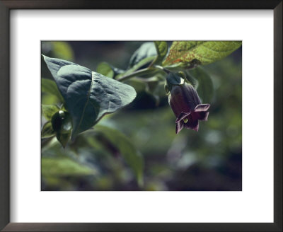 Atropa Belladonna Deadly Nightshade by Vaughan Fleming Pricing Limited Edition Print image