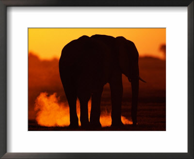 African Elephant Silhouetted At Twilight by Beverly Joubert Pricing Limited Edition Print image