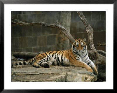 A Siberian Tiger Rests In Her Outdoor Enclosure by Joel Sartore Pricing Limited Edition Print image
