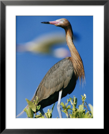 A Reddish Egret On The Galapogos Islands by Steve Winter Pricing Limited Edition Print image