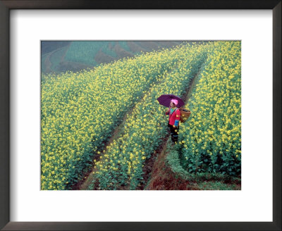 Chinese Woman Walking In Field Of Rapeseed Near Ping' An Village, Li River, China by Howie Garber Pricing Limited Edition Print image