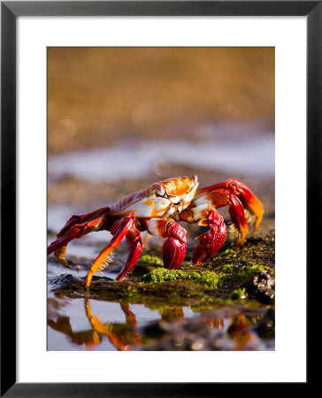 Sally Lightfoot Crabs, Puerto Egas, Galapagos Islands National Park, Ecuador by Stuart Westmoreland Pricing Limited Edition Print image