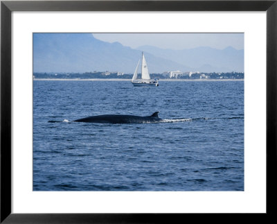 Brydes Whale, Female Arching Back Puerto Vallarta by Gerard Soury Pricing Limited Edition Print image