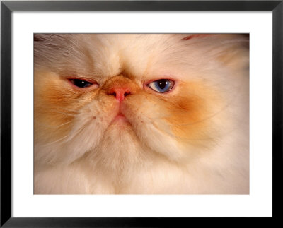 Close-Up Of A Flame Point Himalayan Cat by Frank Siteman Pricing Limited Edition Print image
