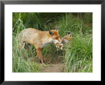 Red Fox, Parent Delivering Food To Cub, Sussex, Uk by Elliott Neep Pricing Limited Edition Print image