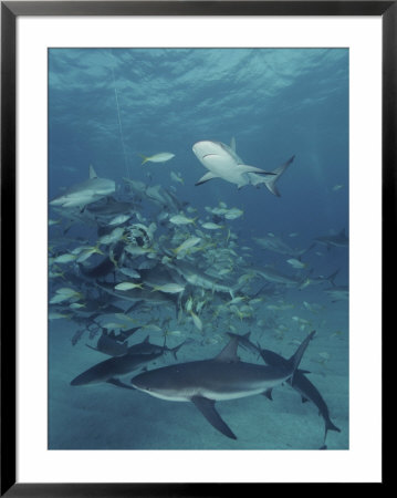 Caribbean Reef Sharks And Other Fish Swarm Around A Piece Of Bait by Brian J. Skerry Pricing Limited Edition Print image