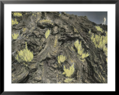New Growth Starts To Sprout Forth From A Hardened Lava Flow by Annie Griffiths Belt Pricing Limited Edition Print image