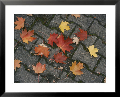 Red Maple Leaves Lie On A Brick Walkway by Vlad Kharitonov Pricing Limited Edition Print image