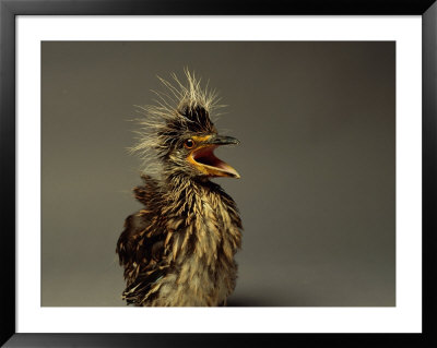 A Juvenile Black-Crowned Night Heron by Scott Sroka Pricing Limited Edition Print image