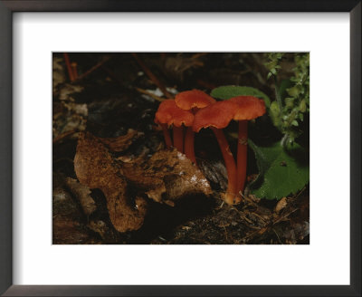 A Cluster Of Vibrant Red Mushrooms Brighten Up The Forest Floor by Bates Littlehales Pricing Limited Edition Print image