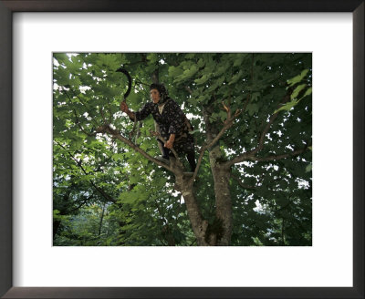 A Turkish Woman With A Sickle In Her Hand Climbs Out Onto A Tree Limb by Randy Olson Pricing Limited Edition Print image