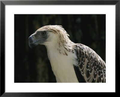 Close View Of A Rare Philippine Eagle by Tim Laman Pricing Limited Edition Print image