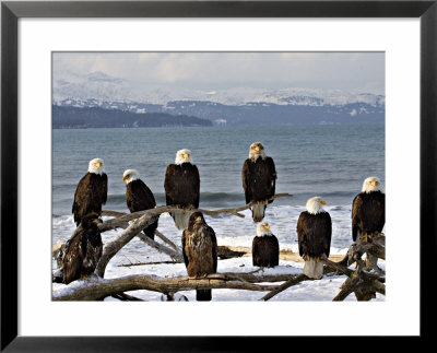 Bald Eagles In Winter, Homer, Alaska by Charles Sleicher Pricing Limited Edition Print image