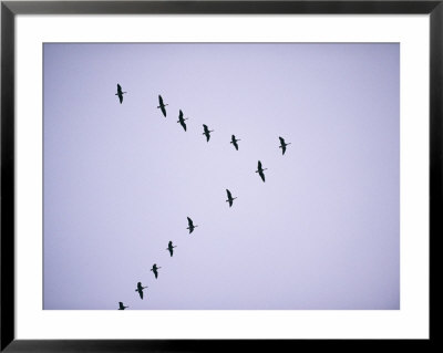 Canada Geese Flying In Formation by Joel Sartore Pricing Limited Edition Print image