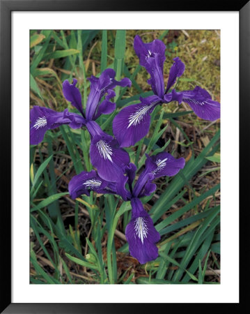 Purple Iris by Michele Westmorland Pricing Limited Edition Print image