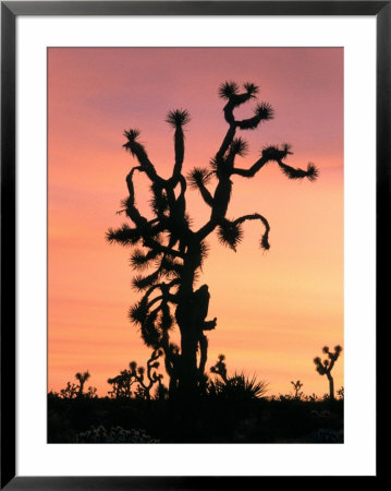 Joshua Tree At Sunset In Joshua Tree National Park, California, Usa by Steve Kazlowski Pricing Limited Edition Print image