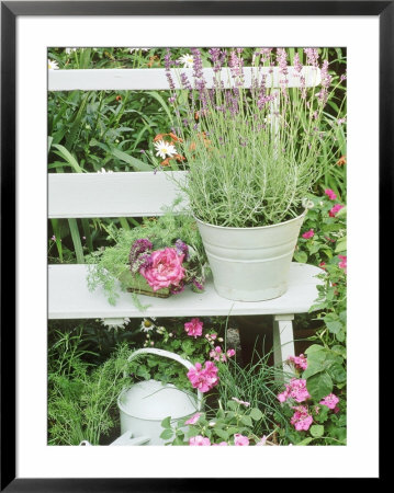 Lavandula Angustifolia Munstead In Bucket On Bench Impatiens, Watering Can Wimbledon 1994 by Lynne Brotchie Pricing Limited Edition Print image