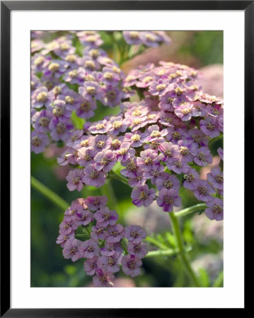 Achillea (Rougham Salmon), Lilac Sunlit Flowers by Mark Bolton Pricing Limited Edition Print image